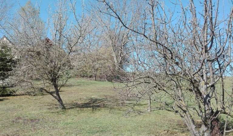 Bírjánban 3000 nm-es telek eladó! – 2. ingatlanfotó