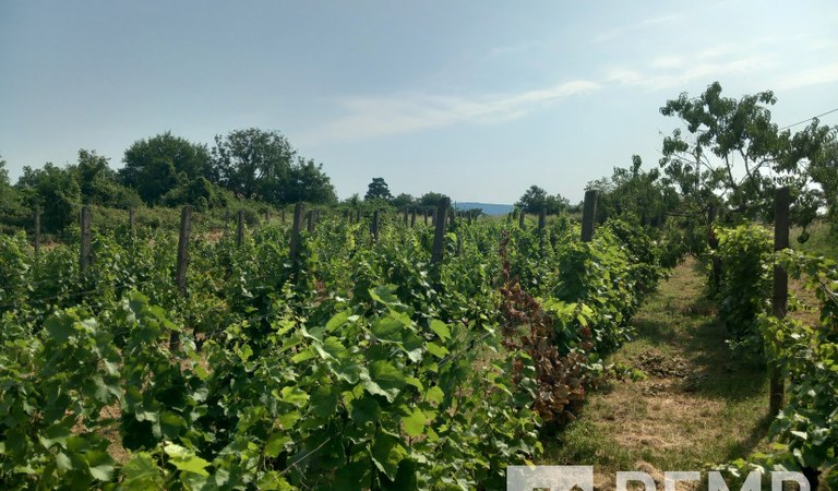 Bodai szőlőhegyen pince – 2. ingatlanfotó